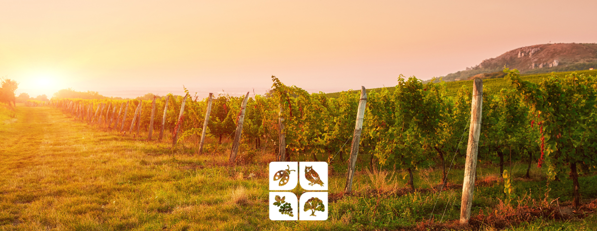 The Science and Practice of Dry Farmed Vineyards